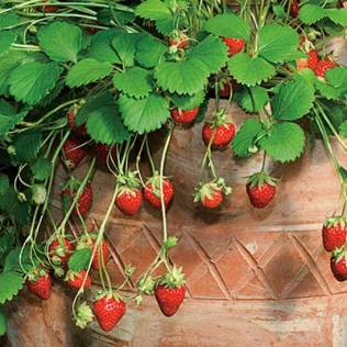 closeup-of-mara-de-bois-in-strawberry-jar_CROPPED